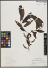 Foto von Salix tetrasperma Roxb.
